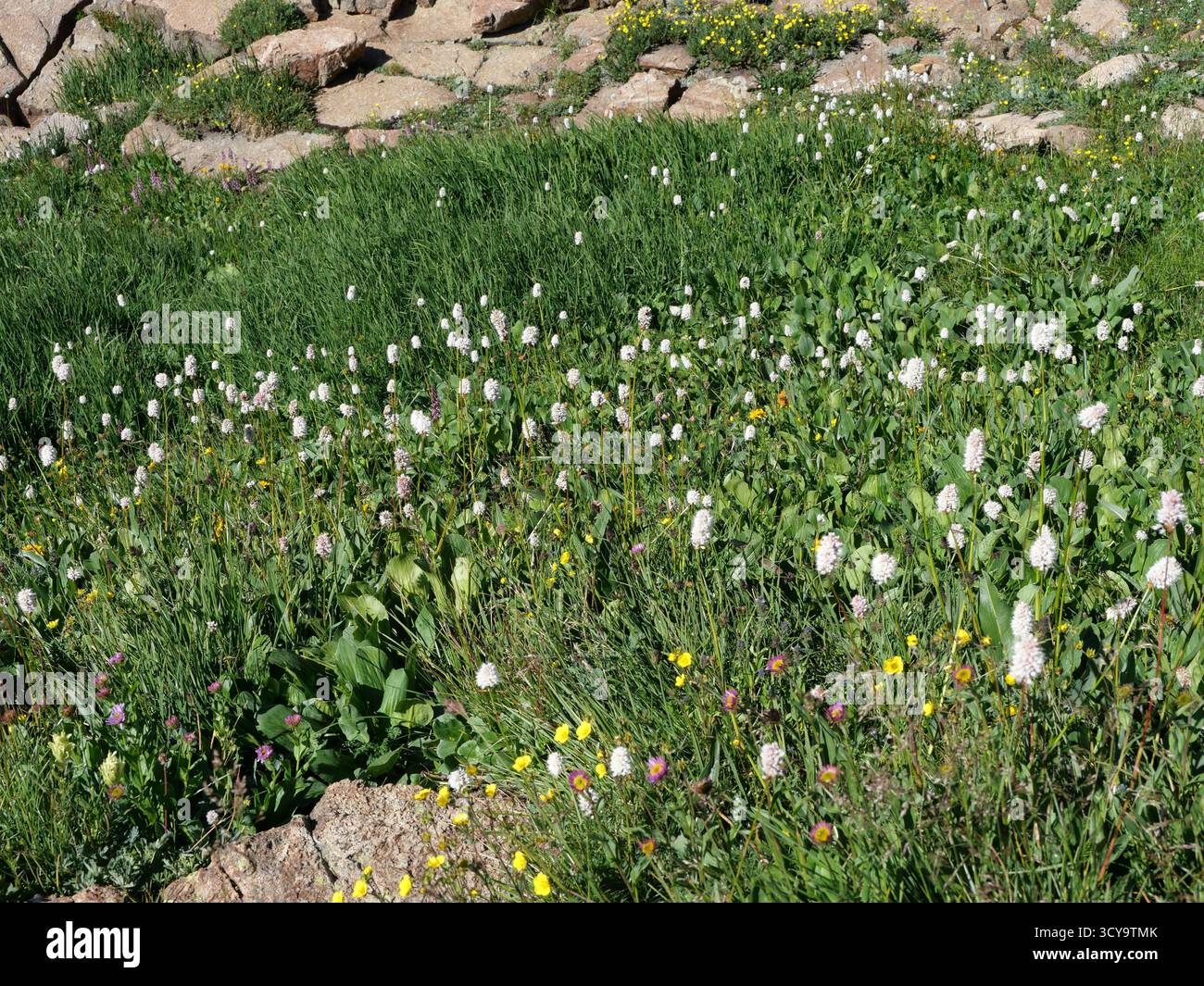 American Bistort Wildflowers Blooming a Alpine Tundra vicino a Blue Lake, Mitchell Lake Trail, Indian Peaks Wilderness, Colorado Foto Stock