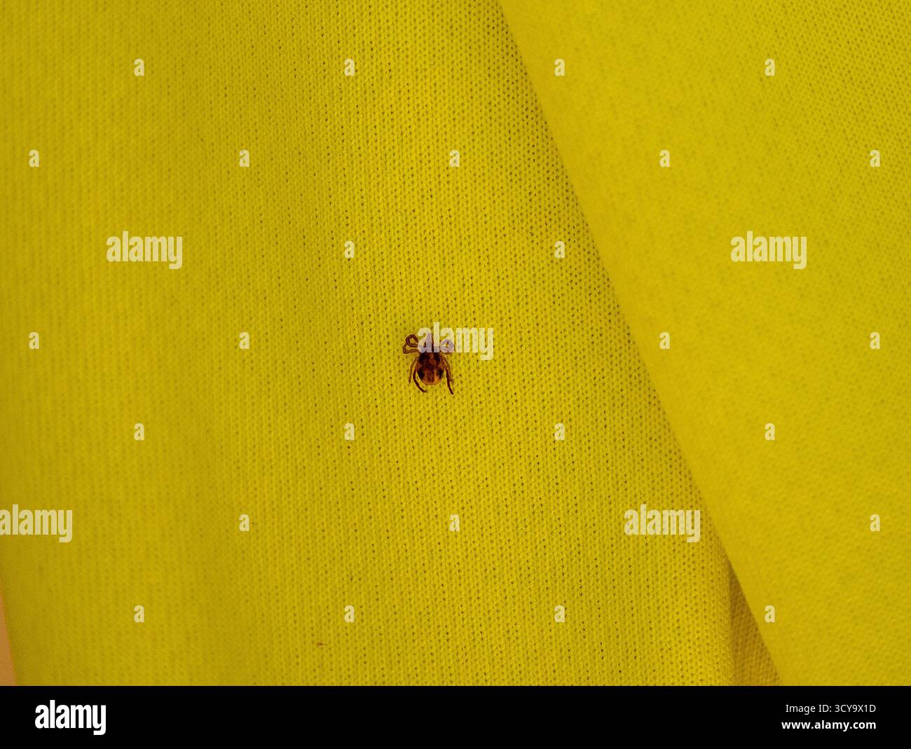 Dead Paralysis Tick, ixodes Holocyclus, beccati con una camicia da lavoro gialla ad alta visibilità. Piccolo aracnide tossico trovato lungo la costa orientale dell'Australia. Può uccidere i cani Foto Stock