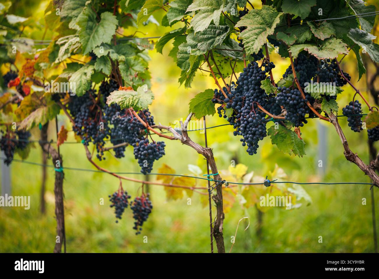 Sfondo dei vigneti autunnali con grappoli d'uva maturi e fogliame colorato che simboleggiano la stagione della vendemmia e la campagna autunnale Foto Stock