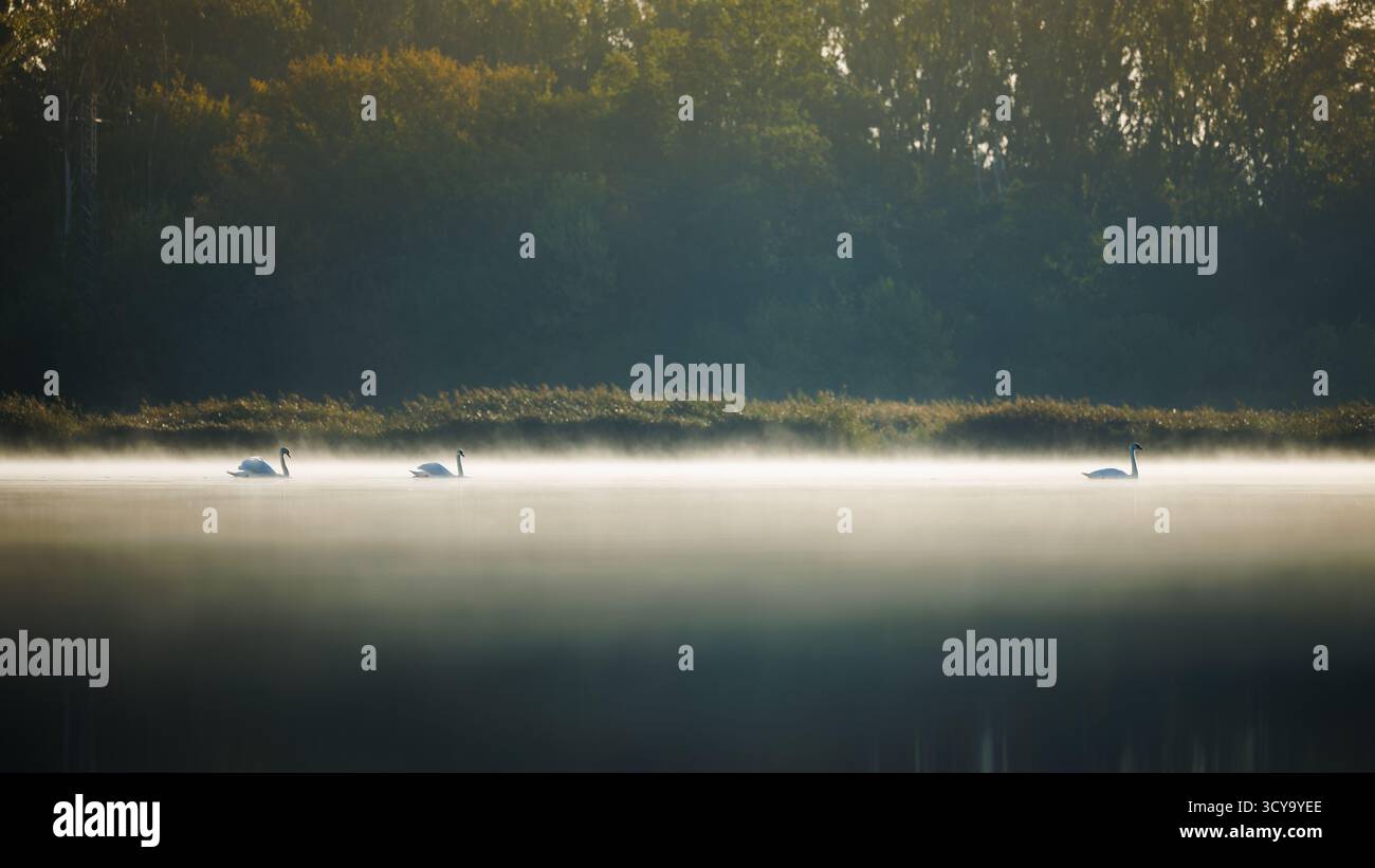 Cigni che galleggiano sul nebbioso lago autunnale durante la tranquilla alba mattutina. Uccelli acquatici in un paesaggio tranquillo. Fauna selvatica nell'habitat naturale Foto Stock