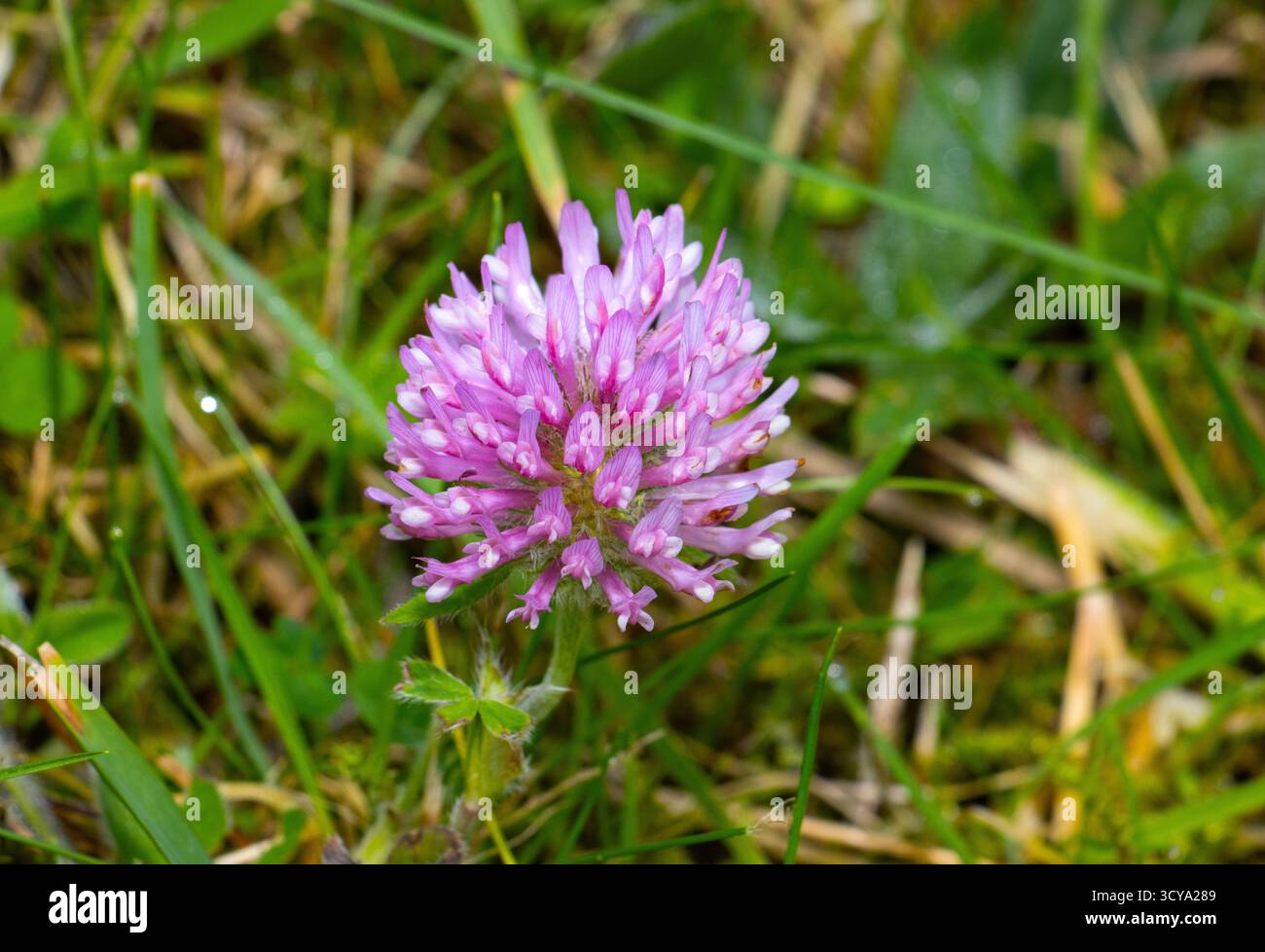 Il trifoglio rosso è un fiore comune di pascoli, brughiere e praterie. I legumi che fissano l'azoto sono molto importanti per migliorare la qualità del suolo Foto Stock