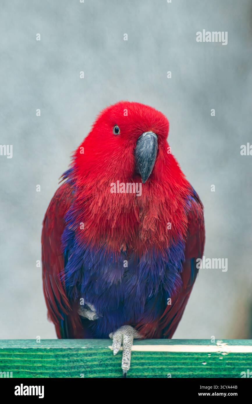 Ritratto dettagliato di un bellissimo pappagallo con testa rossa e piume viola del corpo sullo sfondo neutro Foto Stock