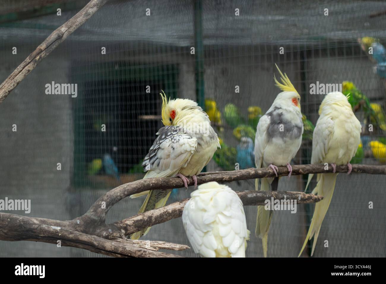 Diversi cockatiel con creste gialle e piume a motivi geometrici che riposano pacificamente insieme su posatoi di legno Foto Stock