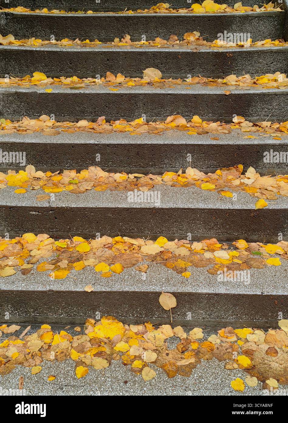 Passi dell'autunno. Foglie gialle cadute. Foto Stock