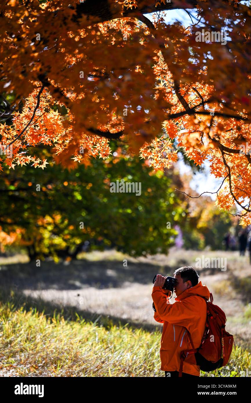 Tongliao, la regione autonoma della Mongolia interna cinese. 18 ottobre 2025. Un turista scatta foto in un parco forestale a Horqin Left Wing Rear Banner di Tongliao City, nella regione autonoma della Mongolia interna della Cina settentrionale, 18 ottobre 2025. Crediti: Lian Zhen/Xinhua/Alamy Live News Foto Stock