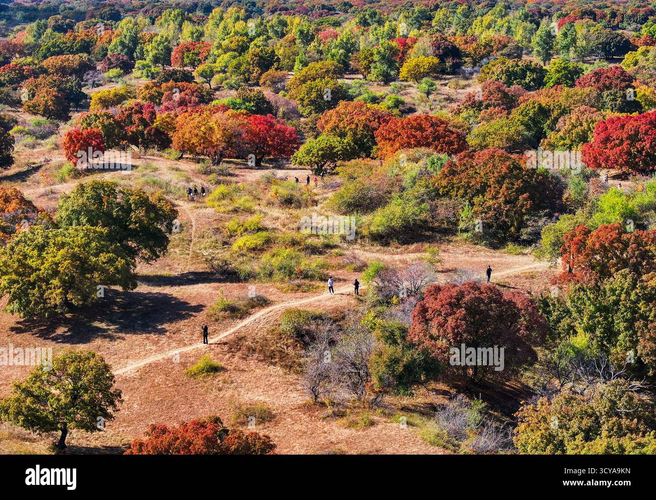 Tongliao. 18 ottobre 2025. Una foto aerea scattata il 18 ottobre 2025 mostra lo scenario autunnale di un parco forestale a Horqin Left Wing Rear Banner della città di Tongliao, nella regione autonoma della Mongolia interna della Cina settentrionale. Crediti: Lian Zhen/Xinhua/Alamy Live News Foto Stock