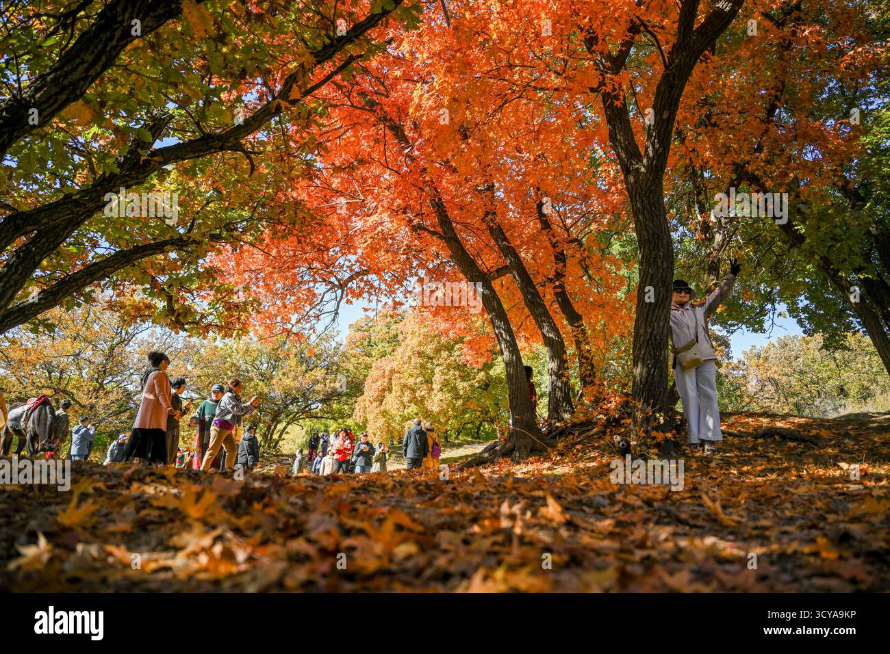 Tongliao, la regione autonoma della Mongolia interna cinese. 18 ottobre 2025. I turisti visitano un parco forestale a Horqin Left Wing Rear Banner di Tongliao City, regione autonoma della Mongolia interna della Cina settentrionale, 18 ottobre 2025. Crediti: Lian Zhen/Xinhua/Alamy Live News Foto Stock