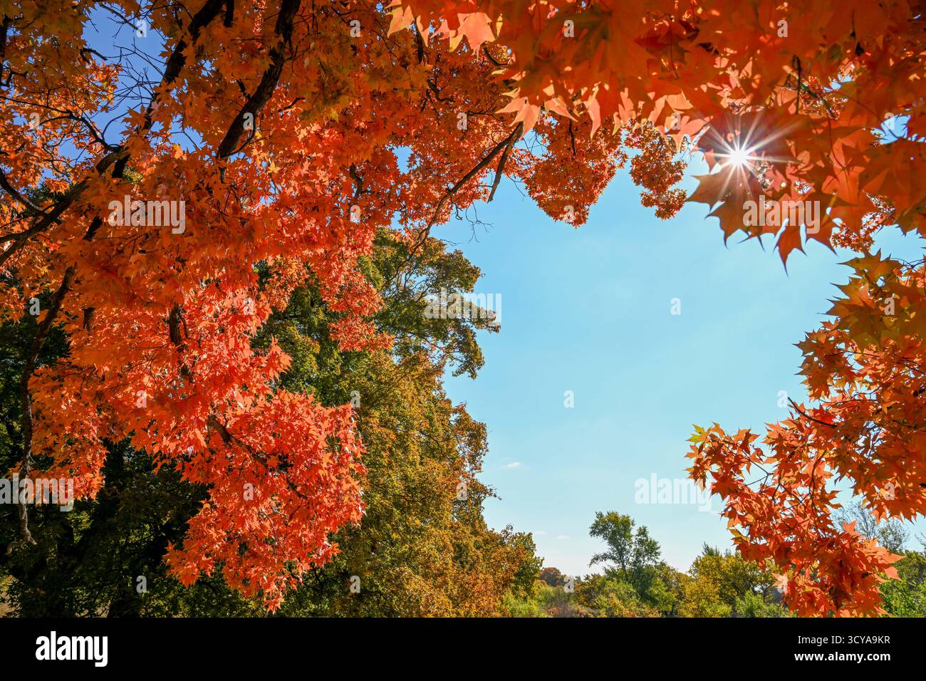 Tongliao. 18 ottobre 2025. Questa foto scattata il 18 ottobre 2025 mostra lo scenario autunnale di un parco forestale nella bandiera posteriore dell'ala sinistra di Horqin della città di Tongliao, nella regione autonoma della Mongolia interna della Cina settentrionale. Crediti: Lian Zhen/Xinhua/Alamy Live News Foto Stock