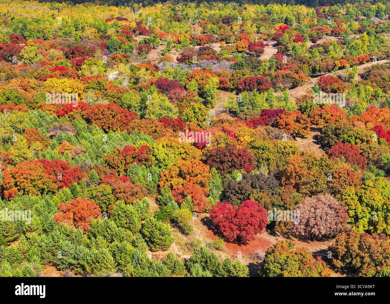 Tongliao. 18 ottobre 2025. Una foto aerea scattata il 18 ottobre 2025 mostra lo scenario autunnale di un parco forestale a Horqin Left Wing Rear Banner della città di Tongliao, nella regione autonoma della Mongolia interna della Cina settentrionale. Crediti: Lian Zhen/Xinhua/Alamy Live News Foto Stock
