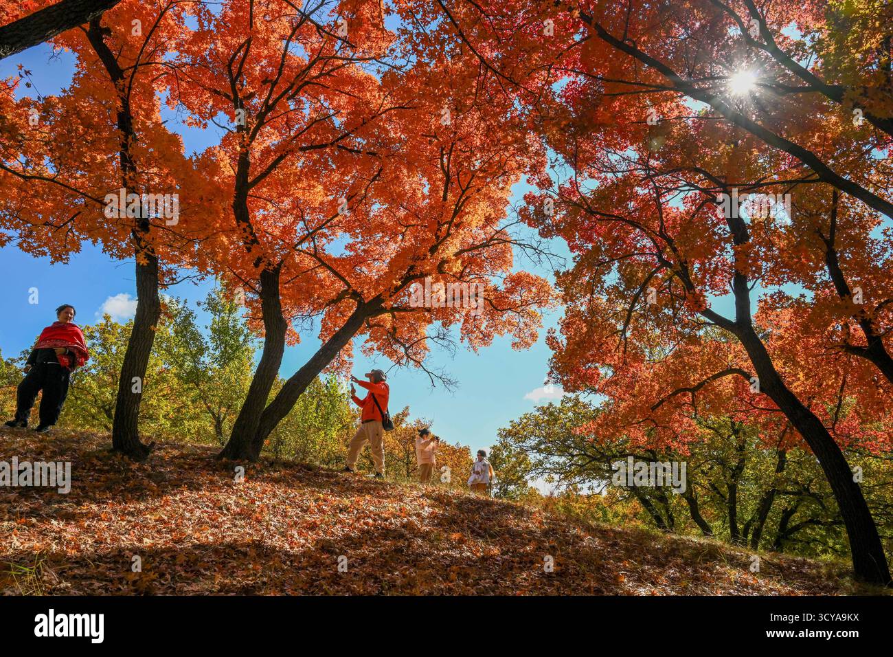 Tongliao, la regione autonoma della Mongolia interna cinese. 18 ottobre 2025. I turisti visitano un parco forestale a Horqin Left Wing Rear Banner di Tongliao City, regione autonoma della Mongolia interna della Cina settentrionale, 18 ottobre 2025. Crediti: Lian Zhen/Xinhua/Alamy Live News Foto Stock