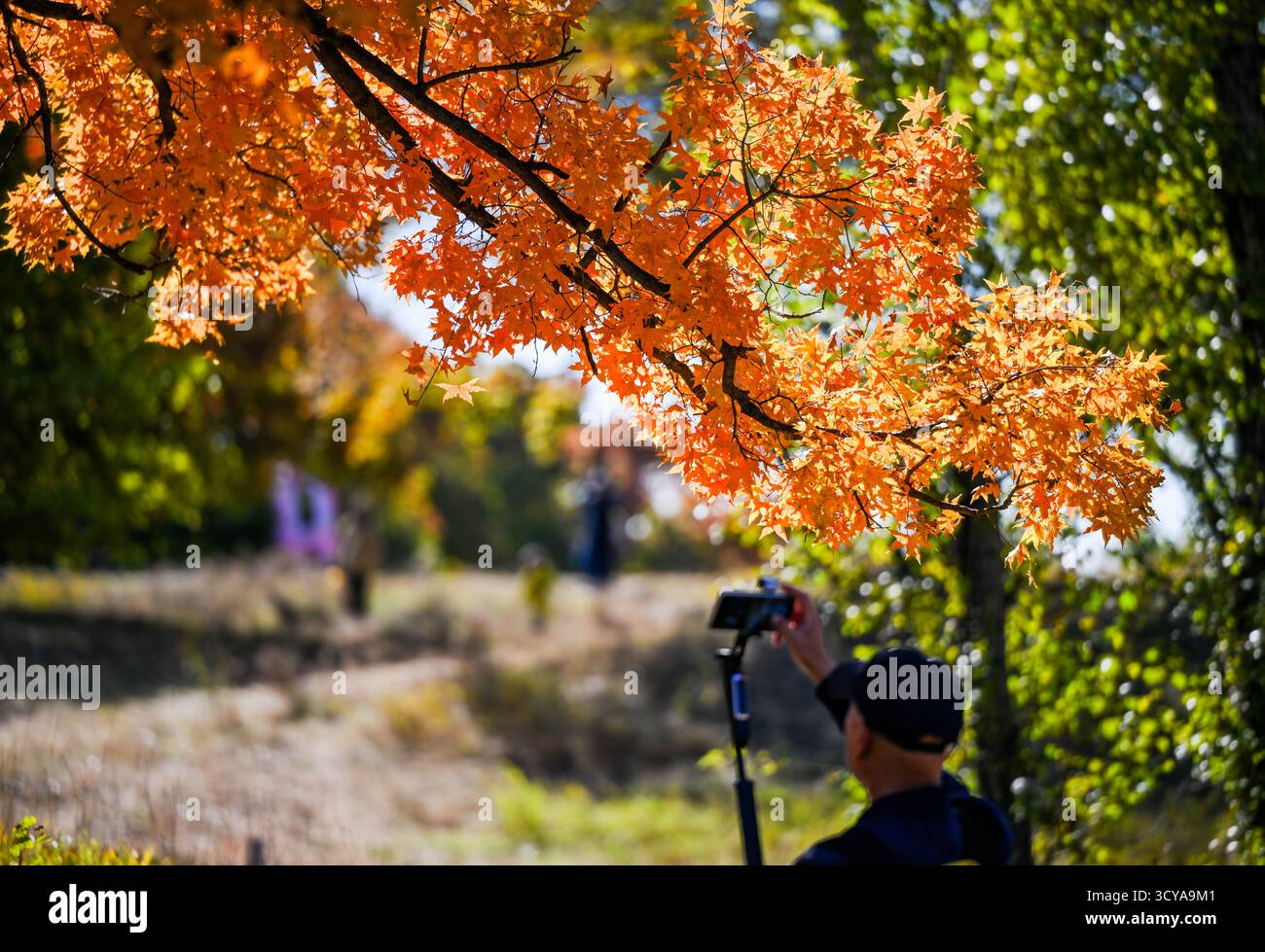 Tongliao, la regione autonoma della Mongolia interna cinese. 18 ottobre 2025. Un turista scatta foto in un parco forestale a Horqin Left Wing Rear Banner di Tongliao City, nella regione autonoma della Mongolia interna della Cina settentrionale, 18 ottobre 2025. Crediti: Lian Zhen/Xinhua/Alamy Live News Foto Stock