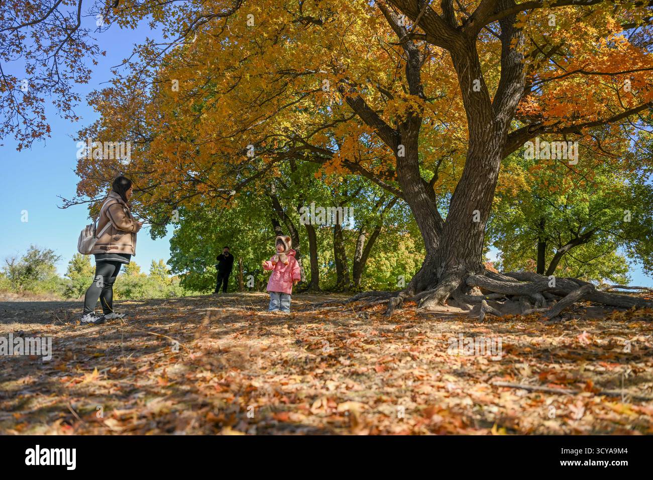 Tongliao, la regione autonoma della Mongolia interna cinese. 18 ottobre 2025. I turisti visitano un parco forestale a Horqin Left Wing Rear Banner di Tongliao City, regione autonoma della Mongolia interna della Cina settentrionale, 18 ottobre 2025. Crediti: Lian Zhen/Xinhua/Alamy Live News Foto Stock