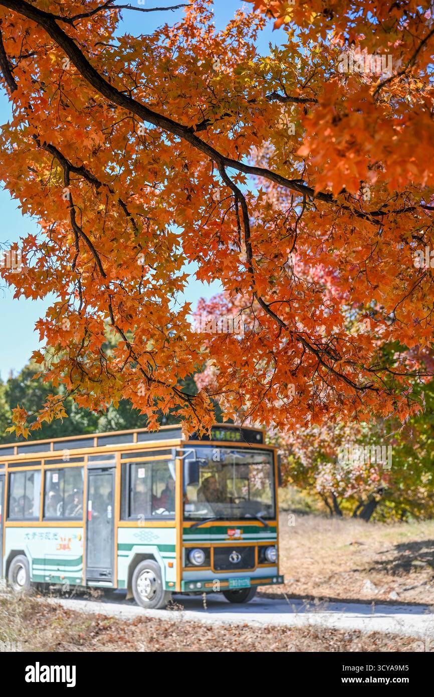Tongliao, la regione autonoma della Mongolia interna cinese. 18 ottobre 2025. I turisti visitano un parco forestale a Horqin Left Wing Rear Banner di Tongliao City, regione autonoma della Mongolia interna della Cina settentrionale, 18 ottobre 2025. Crediti: Lian Zhen/Xinhua/Alamy Live News Foto Stock