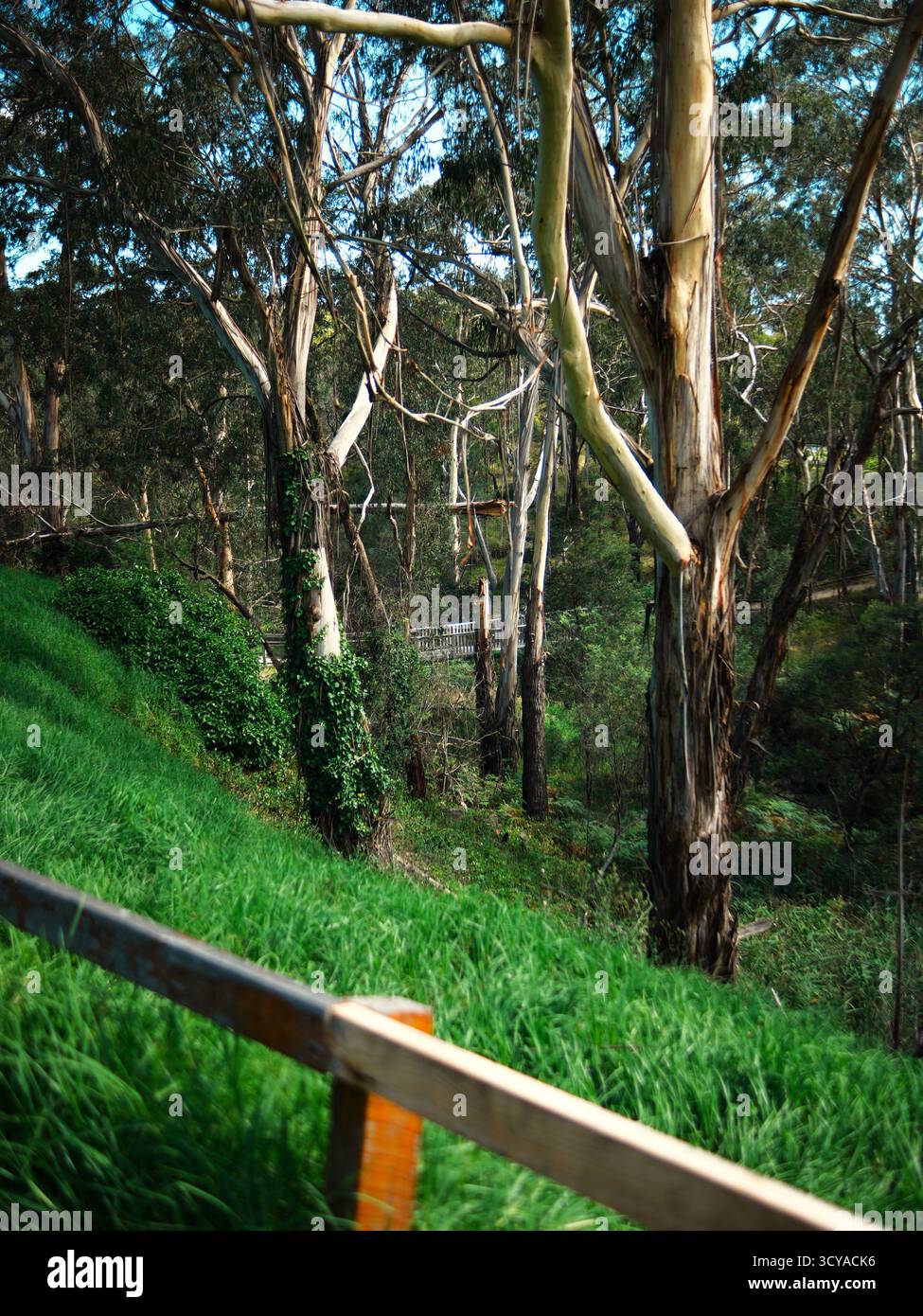 Un rigoglioso pendio erboso verde in primo piano con una recinzione di legno, che scende verso una fitta foresta di alti alberi di eucalipto e un lontano ponte bianco Foto Stock