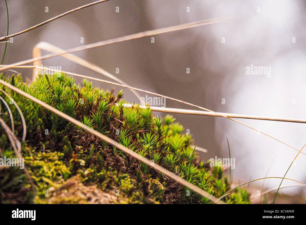 Primo piano di muschio verde che cresce su un terreno boschivo tra le lame di erba secca, catturato dalla luce naturale soffusa all'inizio della primavera. Foto Stock