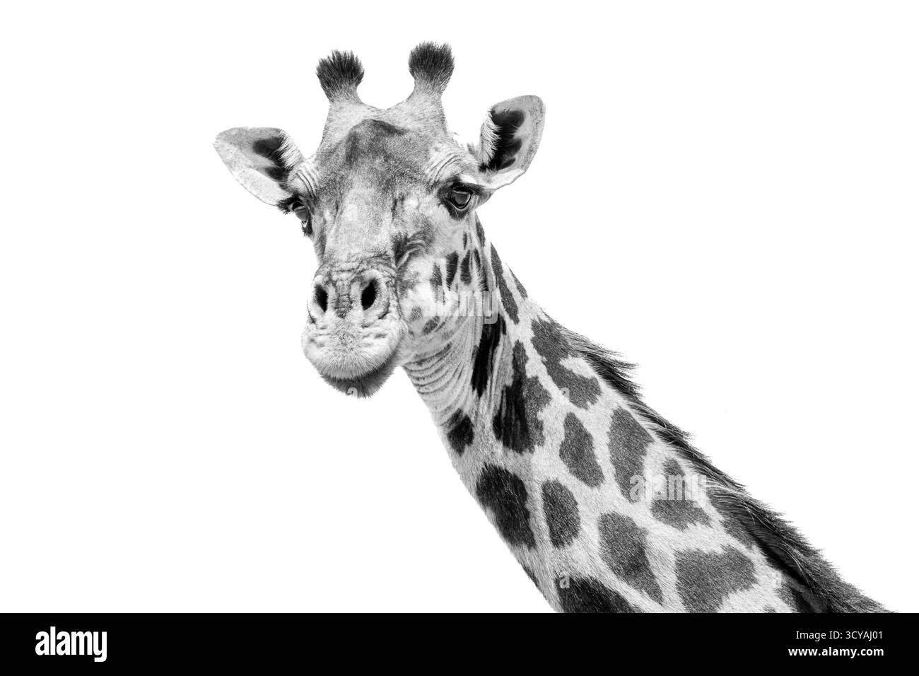 Una giraffa che guarda la fotocamera in primo piano. Parco nazionale del Serengeti, Tanzania, Africa. Bianco e nero Foto Stock