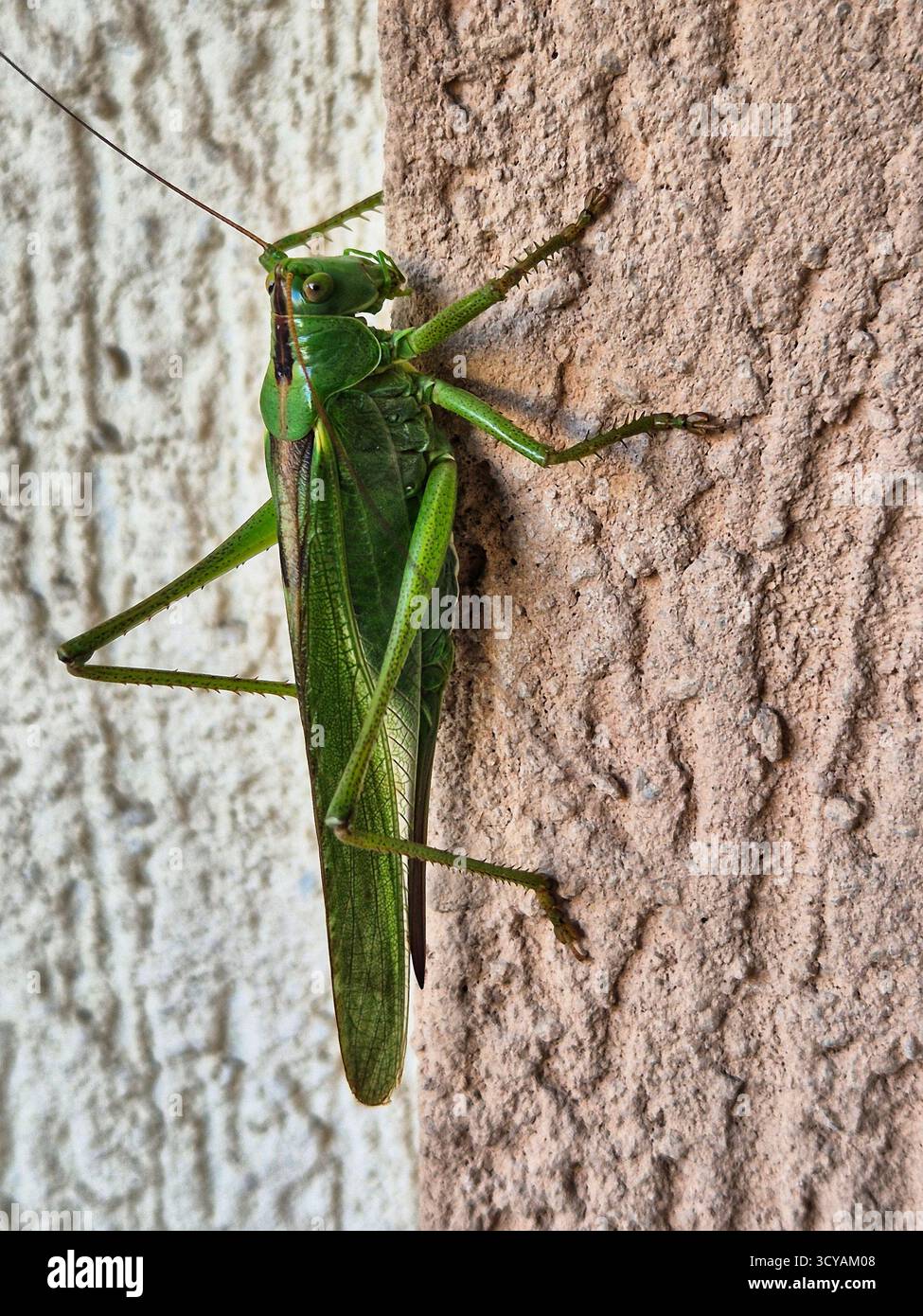 cavalletta verde sul muro. primo piano - Immagine stock catturata con smartphone