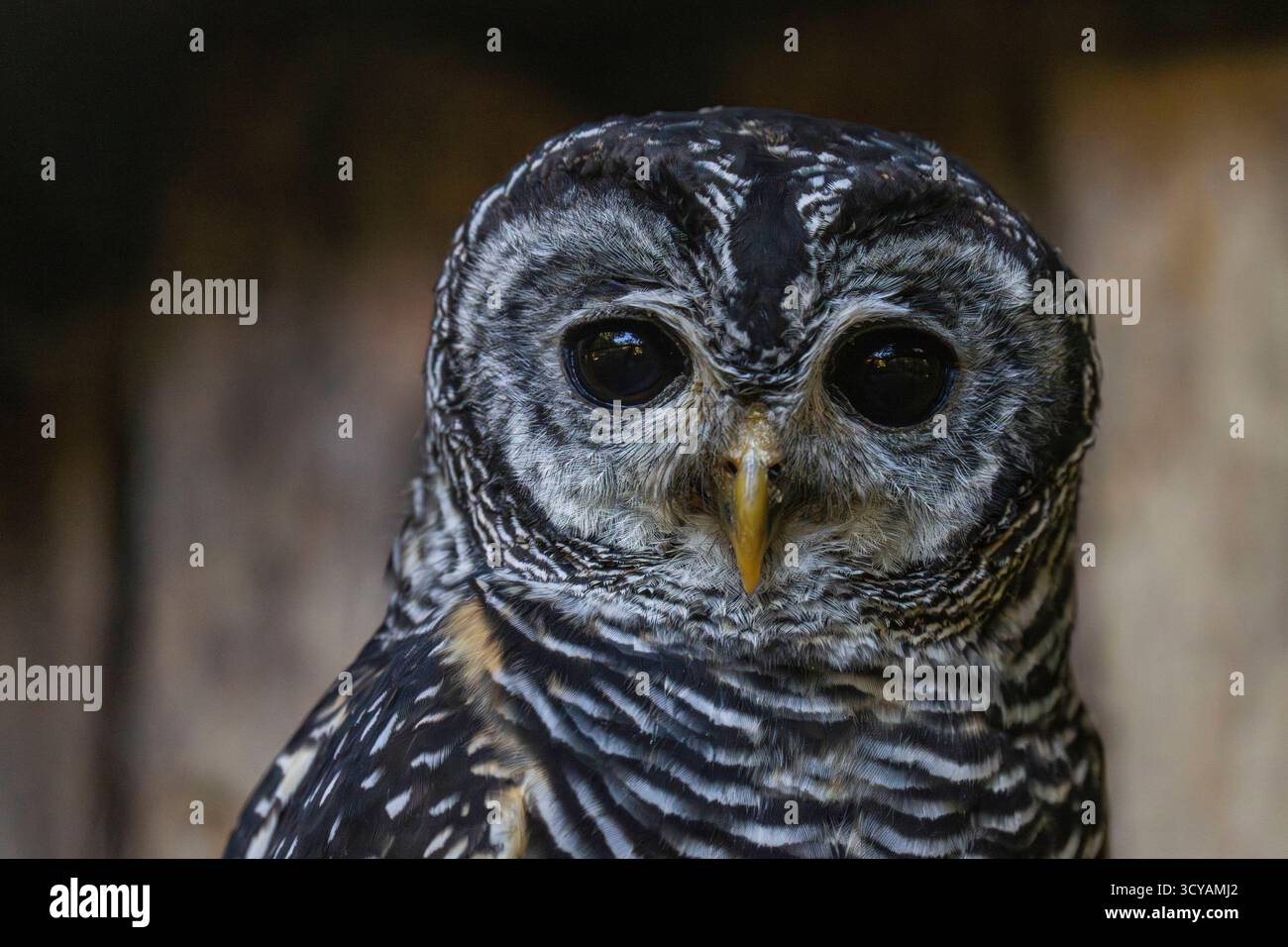 Ein Chacokauz Strix chacoensis im Tierpark Berlin-Friedrichsfelde. *** Un gufo chaco Strix chacoensis al Tierpark Berlin Friedrichsfelde Foto Stock
