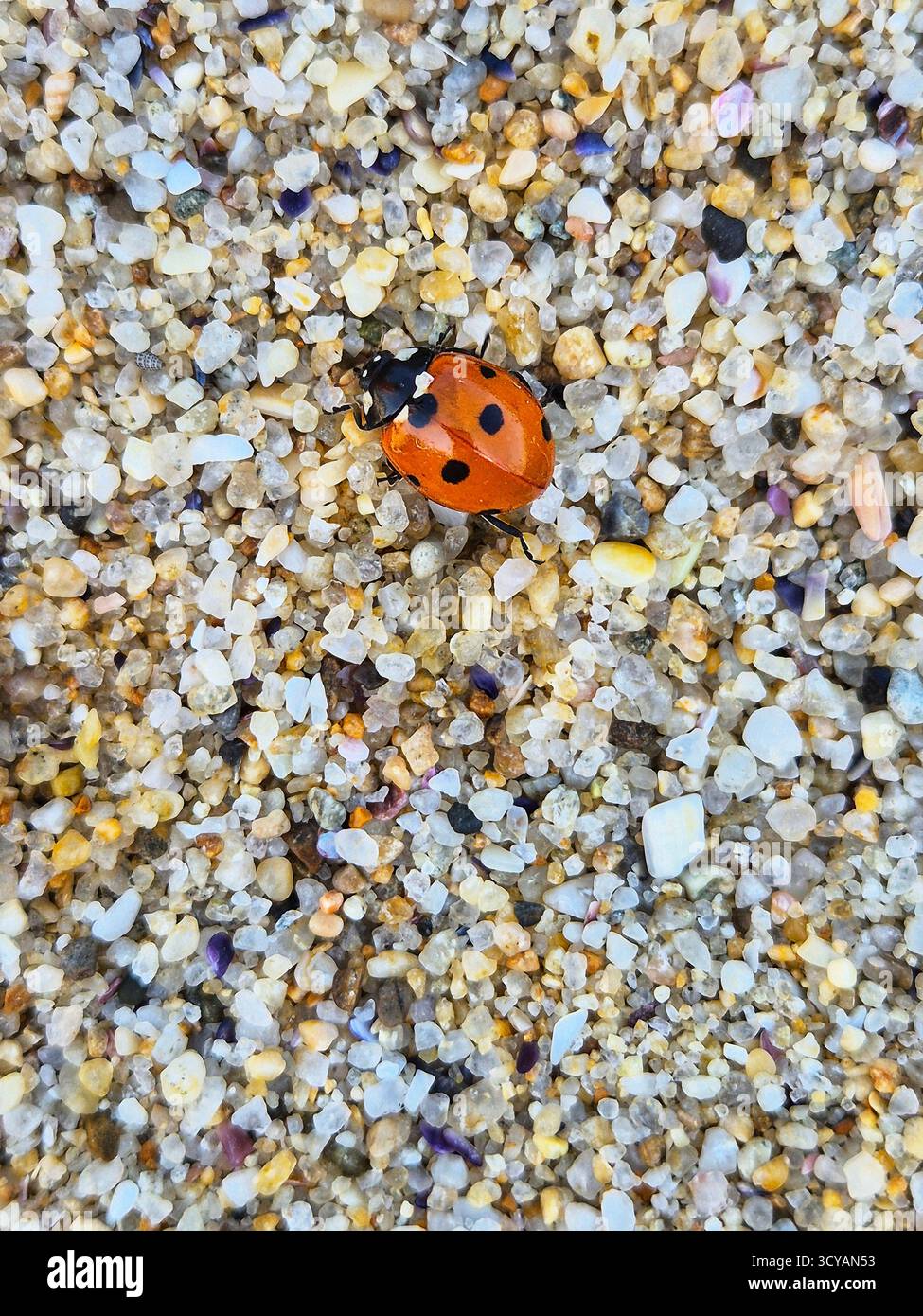 Un uomo esamina attentamente le istruzioni e la confezione del farmaco, tenendo in mano un vasetto di pillole - Immagine stock catturata con smartphone