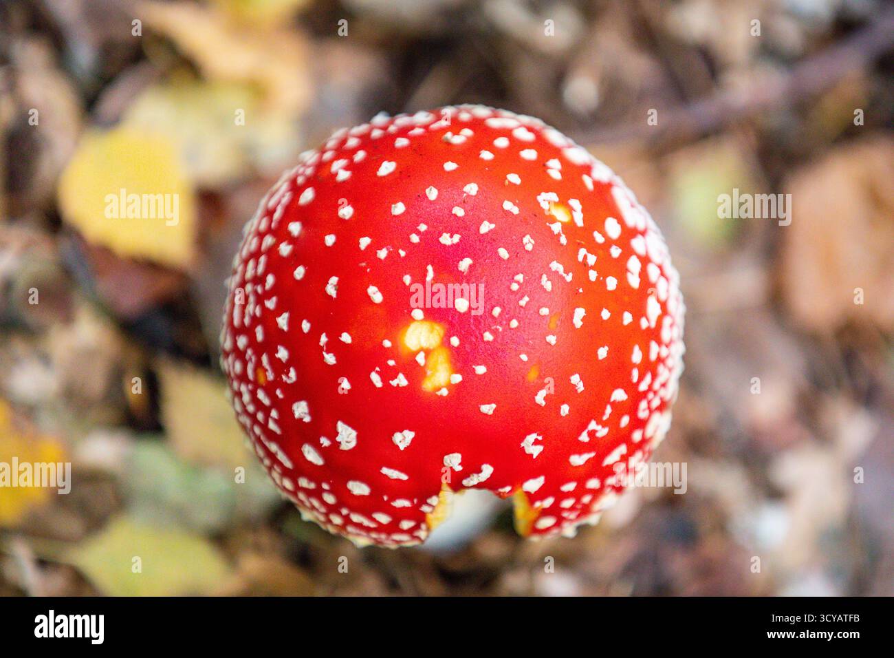 Amanita muscaria, comunemente nota come mosca agarica o mosca amanita, fungo rosso velenoso sul pavimento della foresta, Germania Foto Stock