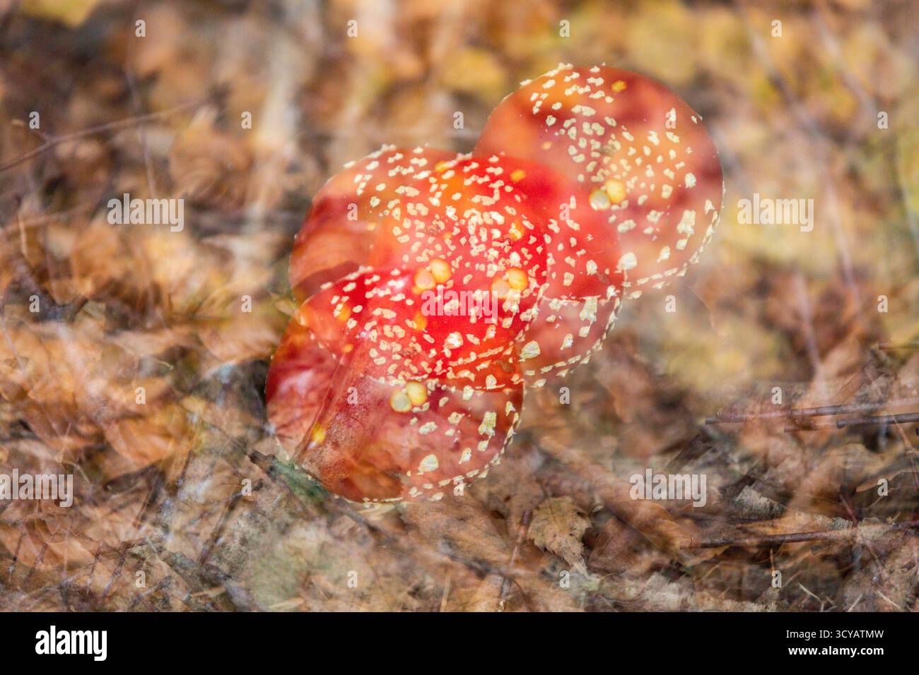 Amanita muscaria, vola anche agarico o mosca amanita, fungo rosso alluciogeno, esposizione multipla, Germania Foto Stock