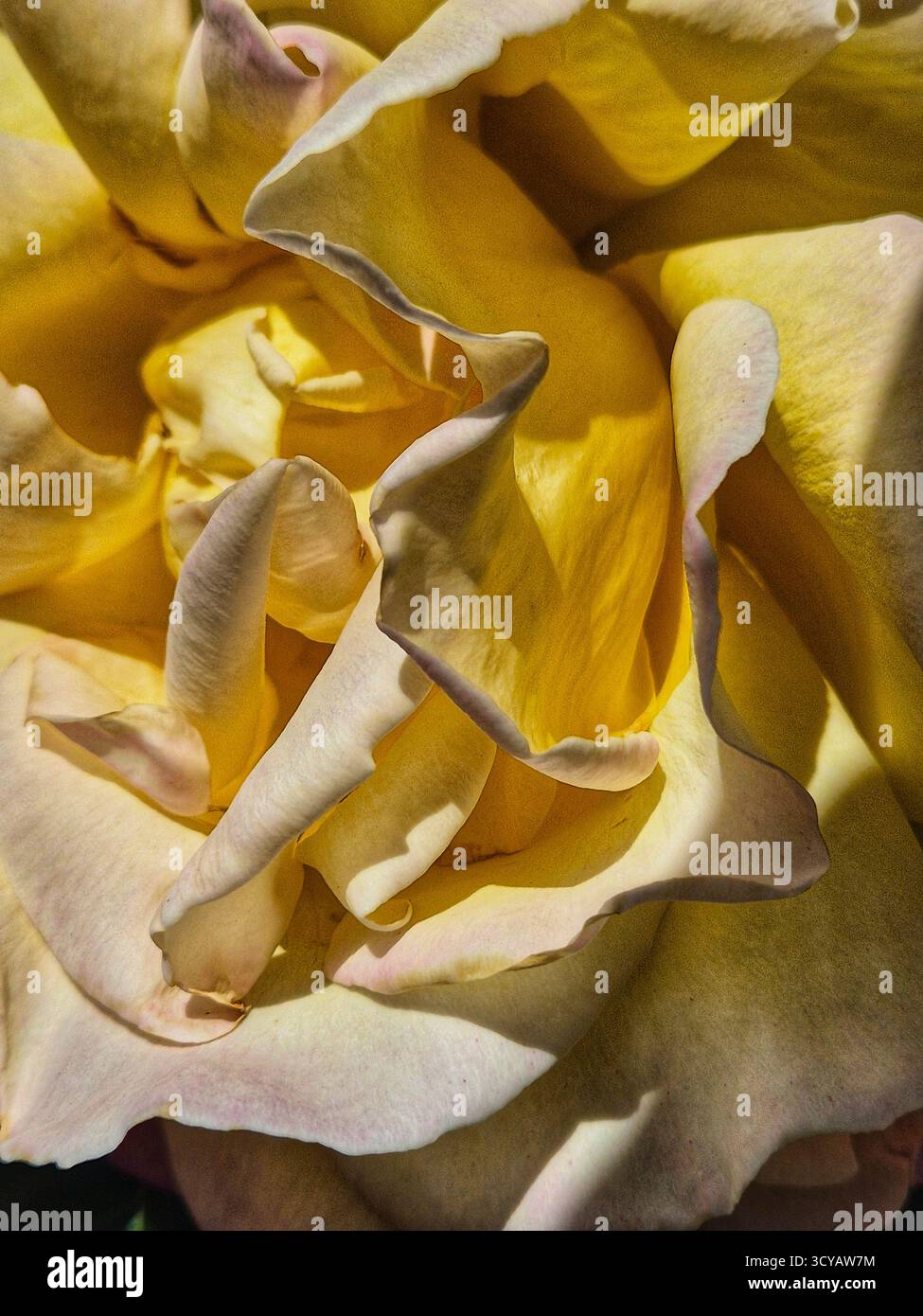 primo piano di una rosa gialla con petali dalla forma inusuale - Immagine stock catturata con smartphone