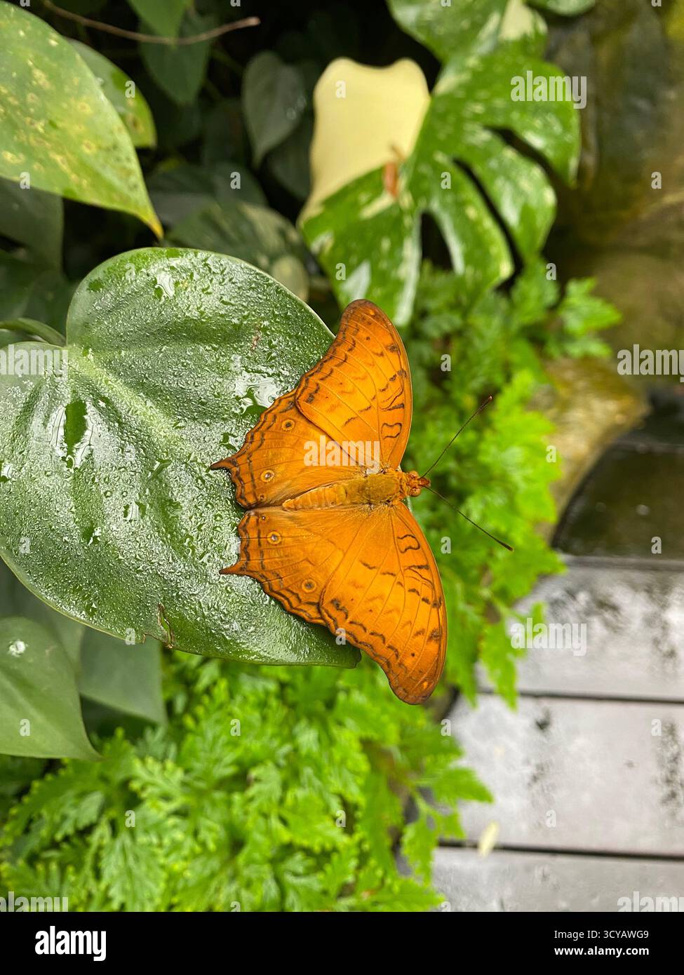 Una farfalla arancione (Vindula erota) si trova su una foglia verde coperta di gocce di rugiada - Immagine stock catturata con smartphone