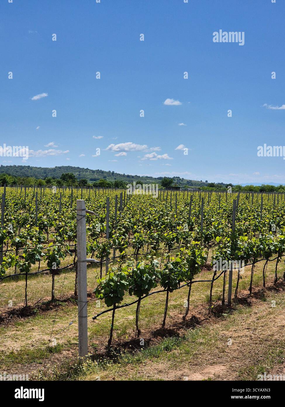 Un giovane vigneto situato su una pianura, con limpide filari di viti sullo sfondo di un paesaggio montuoso - Immagine stock catturata con smartphone