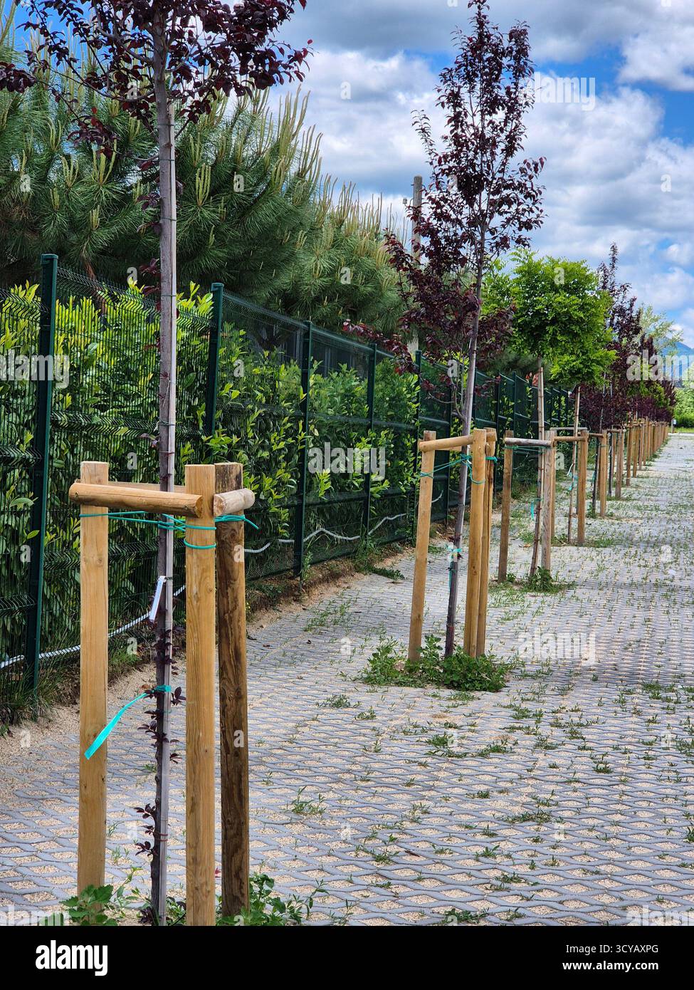 vicolo di piccoli alberi piantati - Immagine stock catturata con smartphone