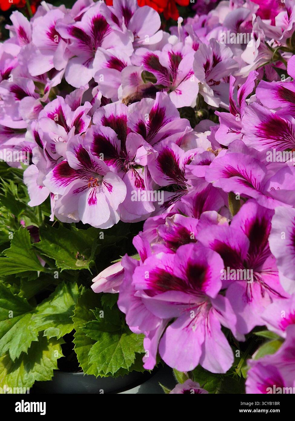 delicati fiori di pelargonium con petali viola - Immagine stock catturata con smartphone