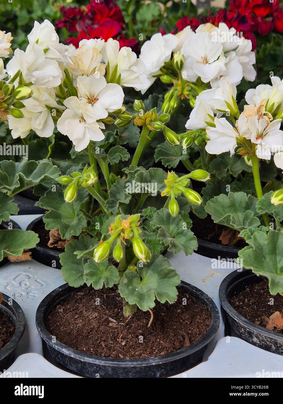 fiori di geranio rosso e bianco in pentole - Immagine stock catturata con smartphone