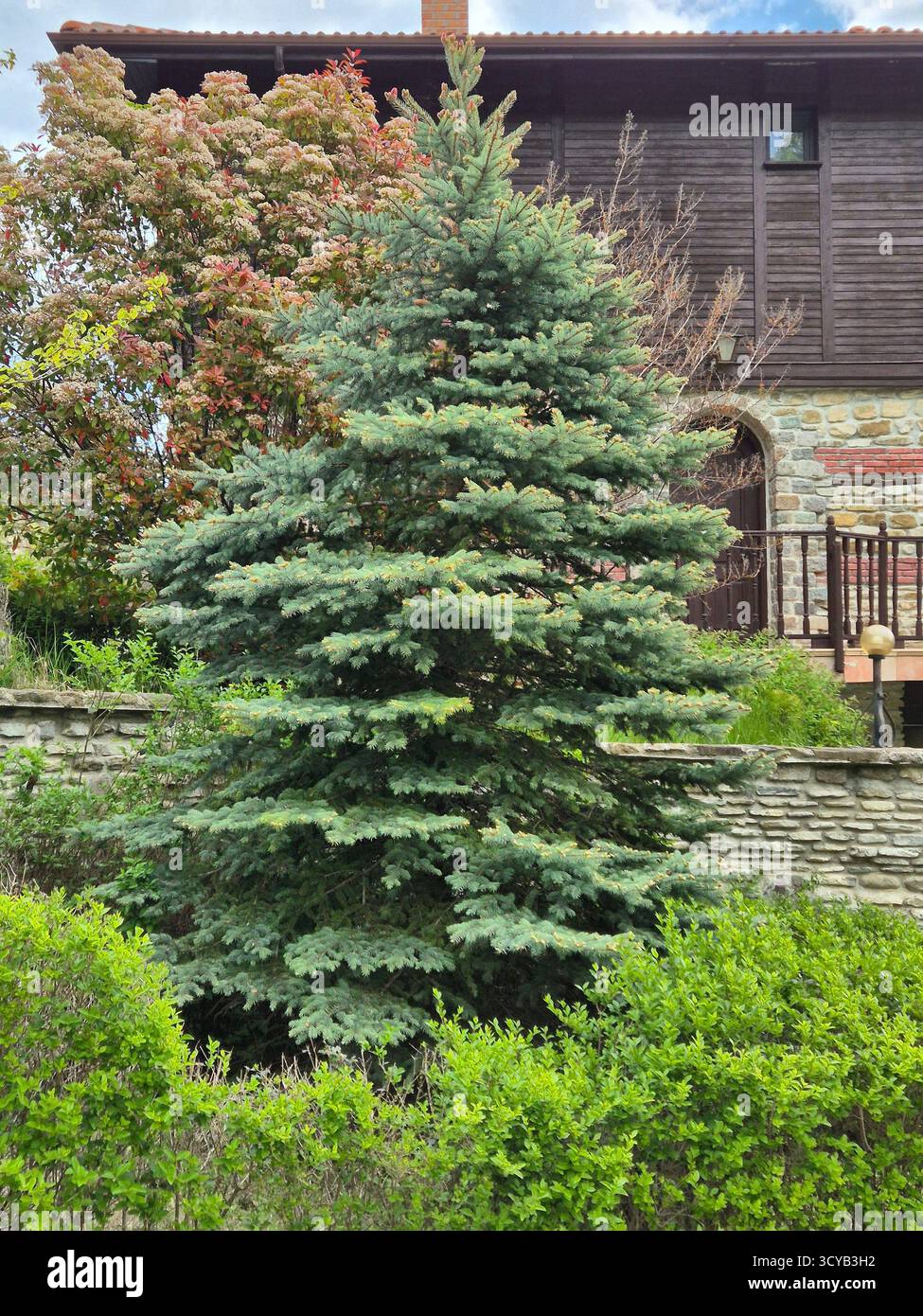 Albero di Natale di fronte a una casa. - Immagine stock catturata con smartphone