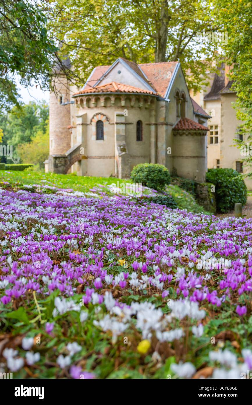 Pittoresco castello di Olteribe in Francia, visto da un campo coperto da vibranti ciclamini bianchi e viola in autunno. Foto Stock