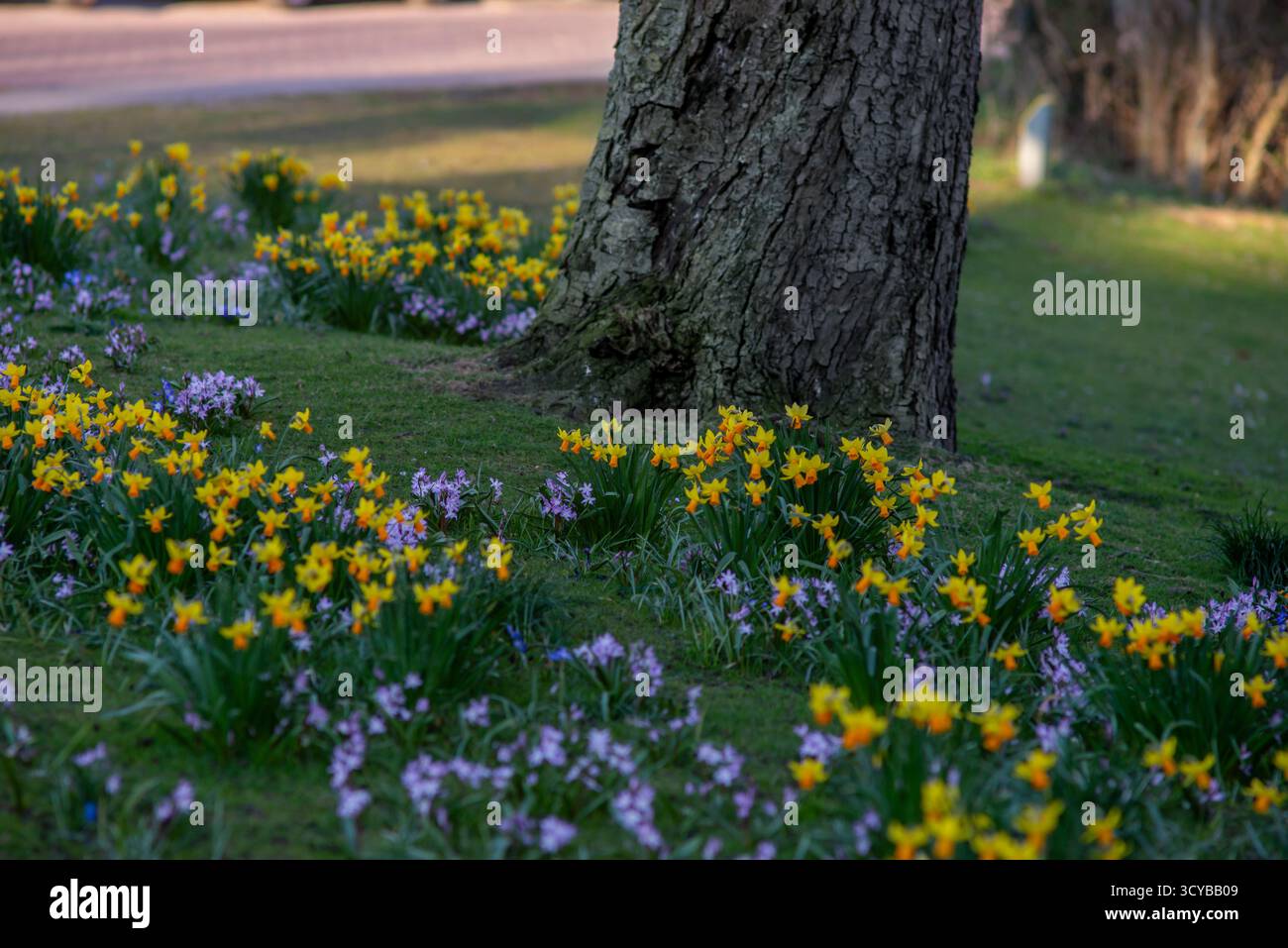 La foto mostra un parco a Leida, Paesi Bassi, con ammassi di fiori gialli e arancioni brillanti mescolati a delicati fiori viola che fioriscono aro Foto Stock