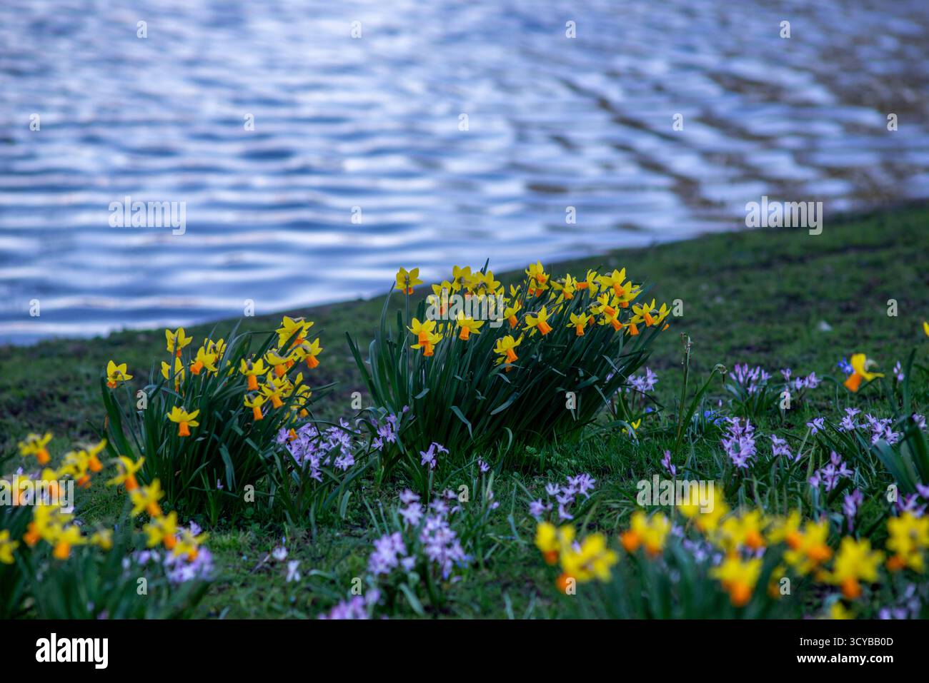 Ammassi di narcisi gialle e arancioni con fiori viola sparsi fioriscono lungo la riva erbosa di una superficie d’acqua ondulata a Leida, Paesi Bassi, Foto Stock