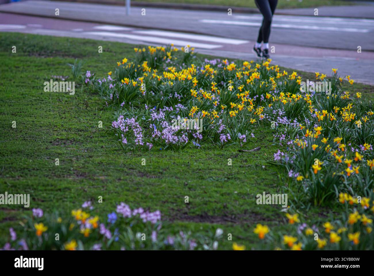 Scintillanti gruppi di narcisi gialli e fiori viola fioriscono su una zona erbosa accanto a una strada a Leida, nei Paesi Bassi, con un jogger che passa vicino a questo Foto Stock