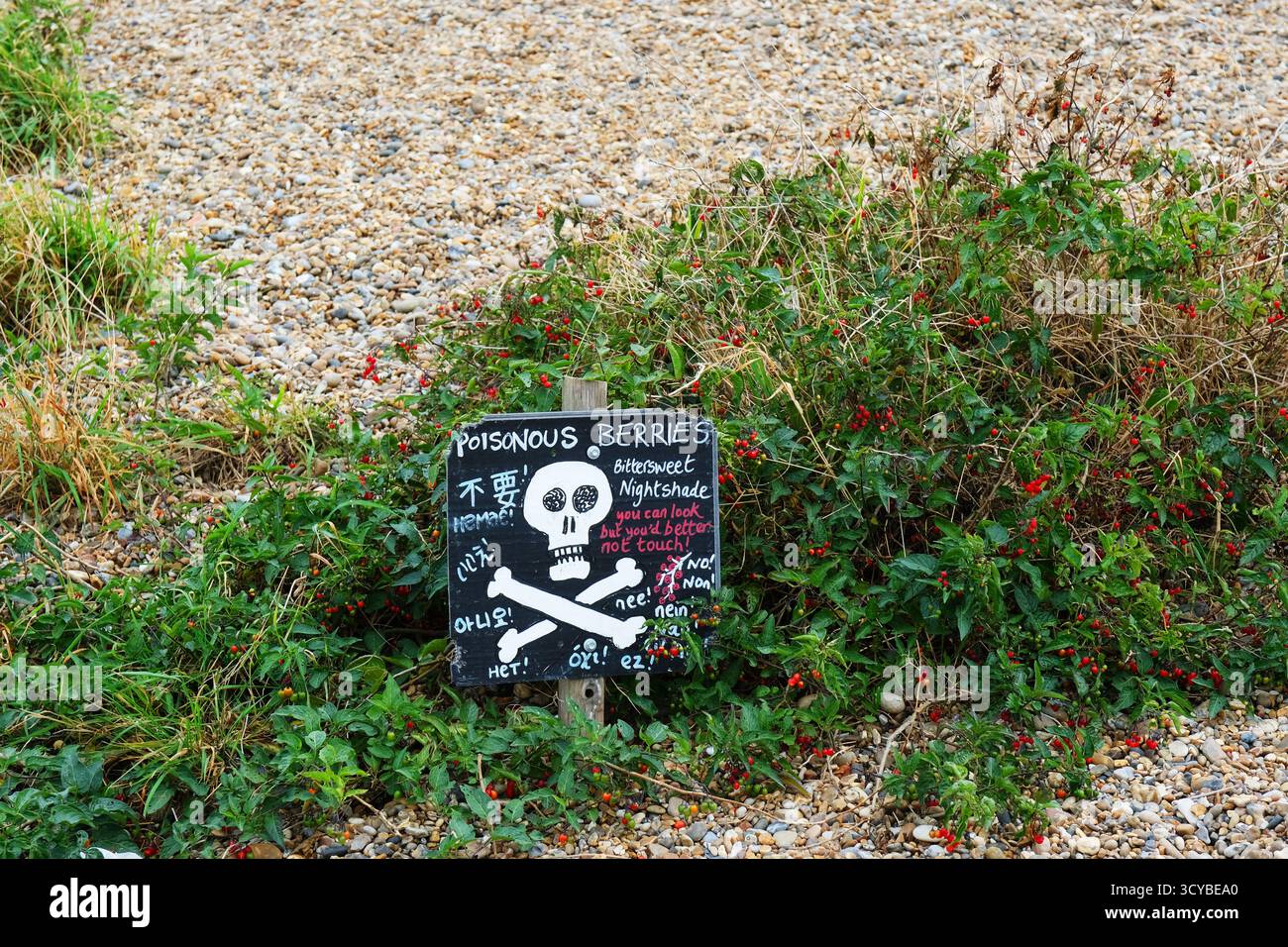 Cartello di avvertimento dei pericoli di Bittersweet Nightshade a Dunwich Beach, Suffolk, Regno Unito - John Gollop Foto Stock