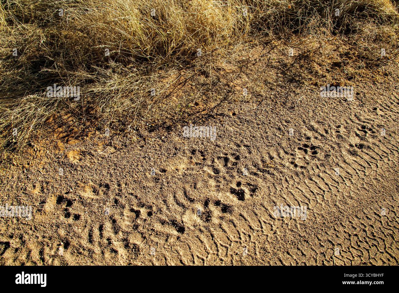 Lion corre lungo la pista di un veicolo, nella sabbia. Foto Stock