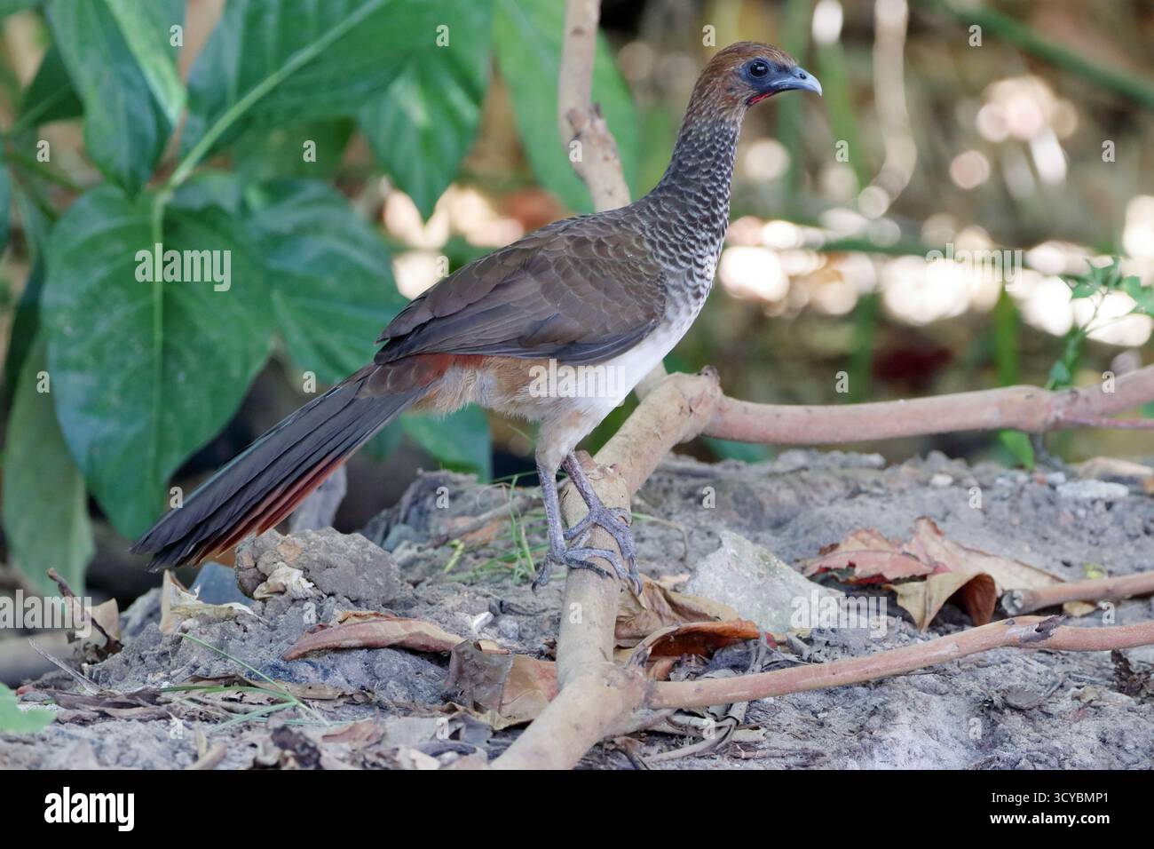 Chachalaca del Brasile orientale (Ortalis araucuan) arroccata su un tronco Foto Stock