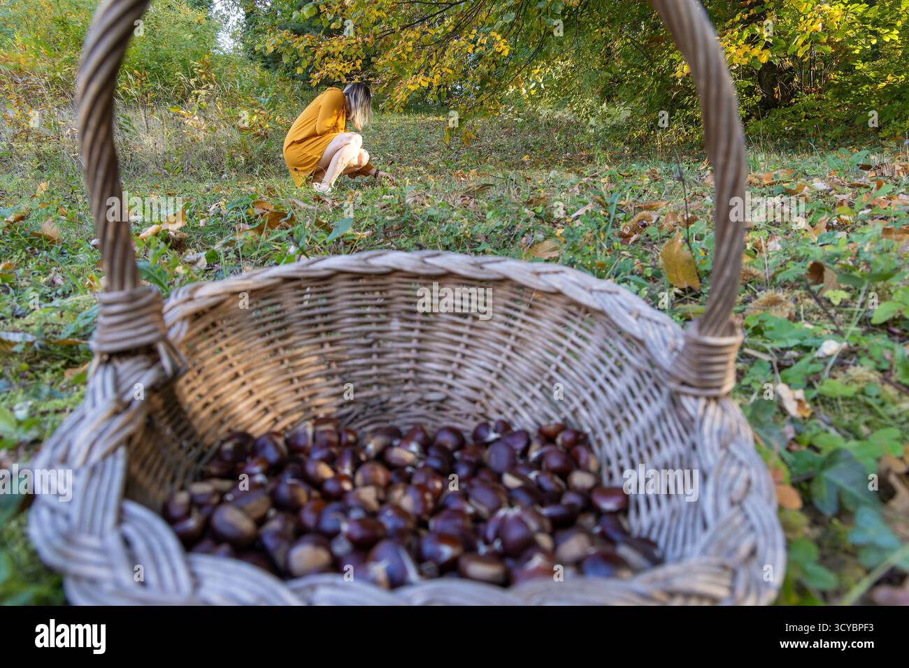 Donna che raccoglie le castagne in una foresta autunnale con un cestino di vimini Foto Stock