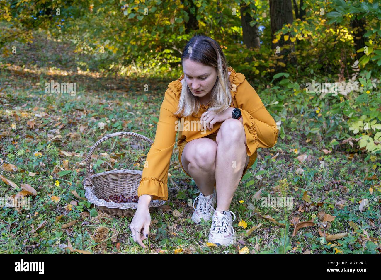Donna che raccoglie le castagne in una foresta autunnale con un cestino di vimini Foto Stock