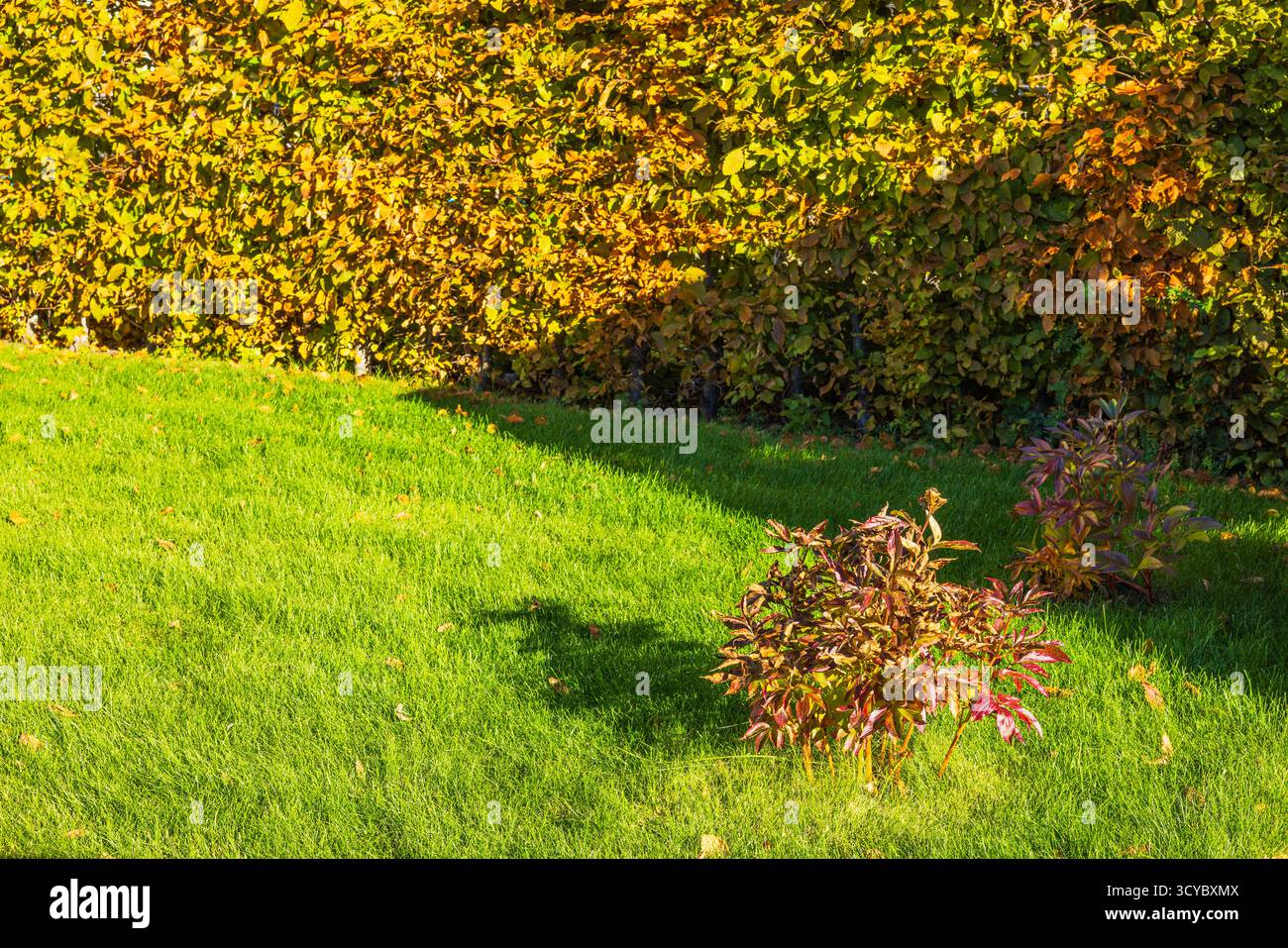 Splendida vista dei cespugli di peonia con foglie autunnali rosse e gialle sullo sfondo di prato verde e siepe nel giardino della villa. Svezia. Foto Stock