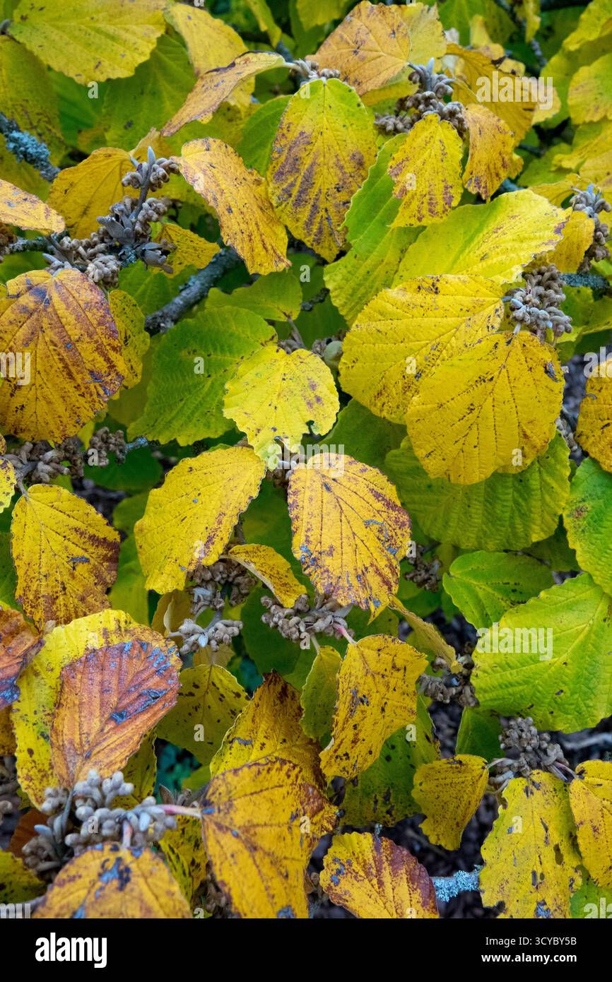 Hamamelis x intermedia Pallida foglie autunnali Foto Stock