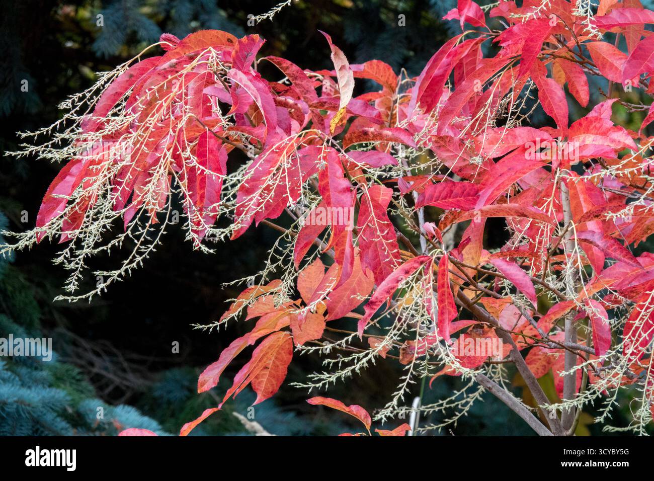 Rosso, foglia foglie rosse Foliage, Autunno Autunno stagione Autunno ottobre, Oxydendrum arboreum, Sourwood, Sorrel Tree Foto Stock