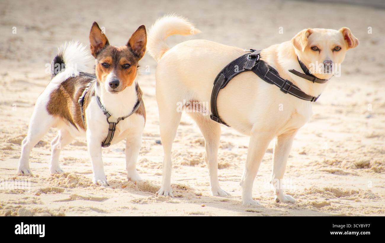 Cani sulla spiaggia Foto Stock