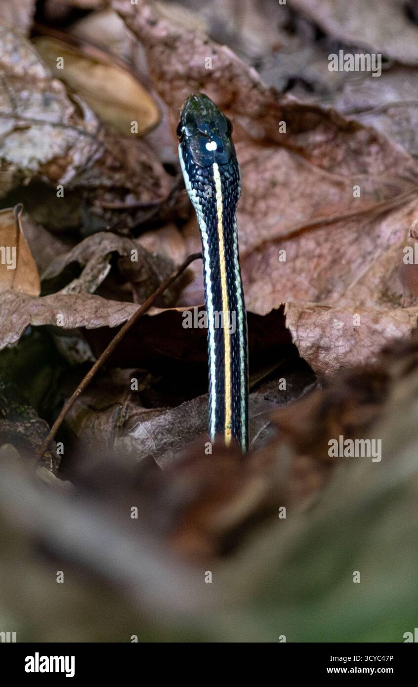 Il Ribbonsake occidentale è spesso confuso con un serpente comune, ma sono più piccoli. Sono anche veloci e tendono a allontanarsi una volta visti. Foto Stock