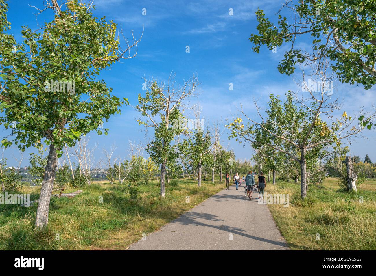 Area per passeggiate con i cani nel Tom Campbell's Hill Natural Park, Calgary, Alberta, Canada Foto Stock