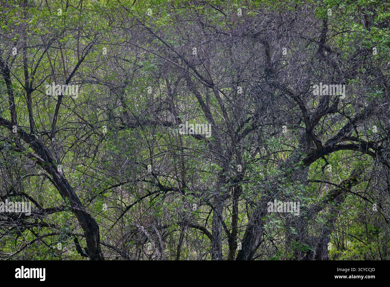 Struttura dello sfondo della foresta, alberi e vegetazione accompagnati da sfocatura come sfondo. Foto Stock