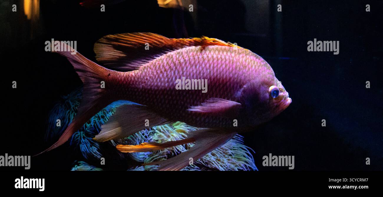 grande pesce rosa nell'acquario, lo zoo belin Foto Stock