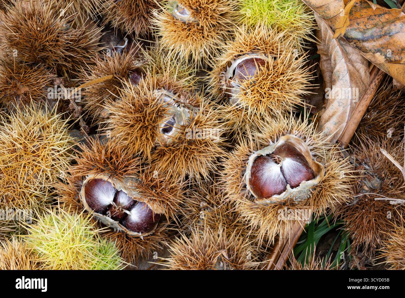 Chesnut dolce, Castanea sativa, lettiera, con noci nelle loro casse spinose. Foresta di Dean, Gloucestershire Foto Stock